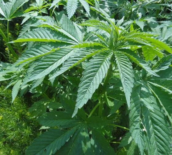 研究人员利用大麻发明大麻生物复合材料 或可用于汽车零部件及食品包装研究人员利用大麻发明大麻生物复合材料 或可用于汽车零部件及食品包装