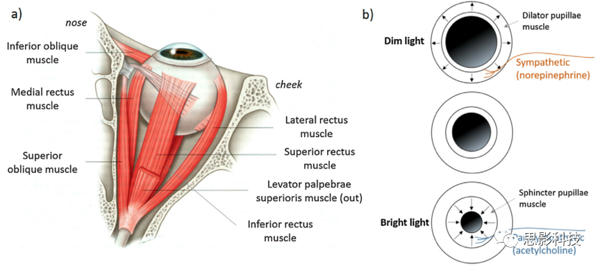中国研究人员研发出自供电式眼动追踪器 能利用眨眼产生的能量运行中国研究人员研发出自供电式眼动追踪器 能利用眨眼产生的能量运行